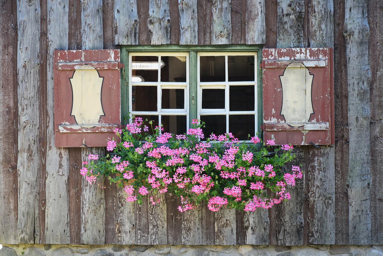 Pelargonie na parapecie